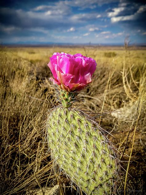 New Mexico Cactus Flower Photograph By Gary Mosman Pixels