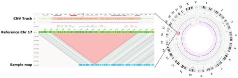 Genome Map View And Whole Genome Circos Plot Right Panel The Whole