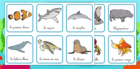 Les animaux marins - Sciences - Twinkl