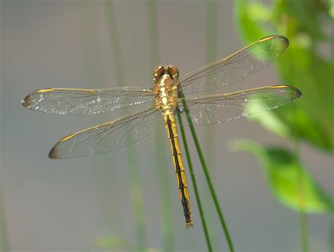 Libellula Auripennis Libellula Auripennis Picture Insect