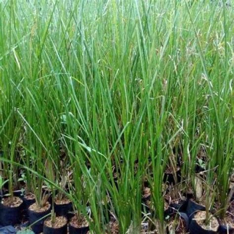 RUMPUT VETIVER RUMPUT HERBAL AKAR WANGI RUMPUT PENAHAN EROSI TANAH