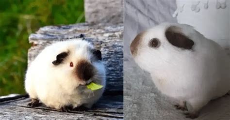 Himalayan Guinea Pig: Breed Info, Temperament, & Care guide