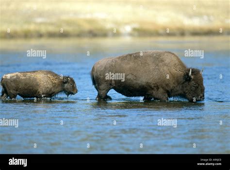 American Bison Buffalo Bison Bison Cow And Calf Crossing River Usa Wyoming Yellowstone Np