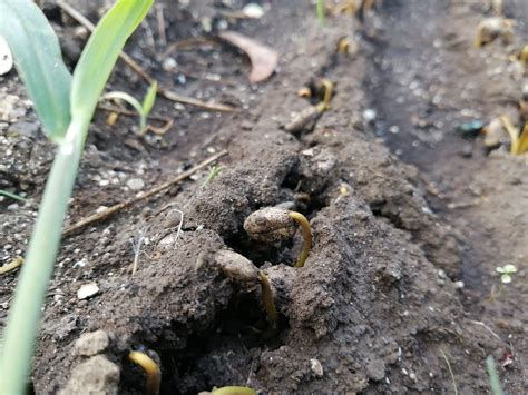 Germination of Coffee Seeds and Creation of Seedbeds for Planting ...