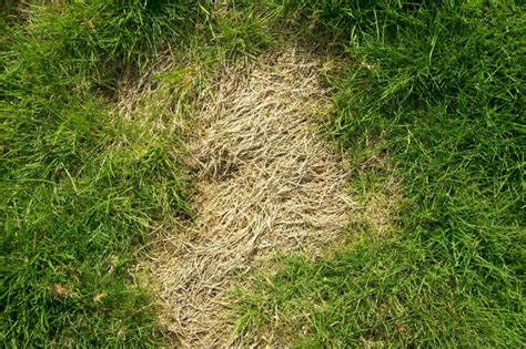 Lawn Grubs How To Identify Get Rid Of And Prevent Them Dengarden