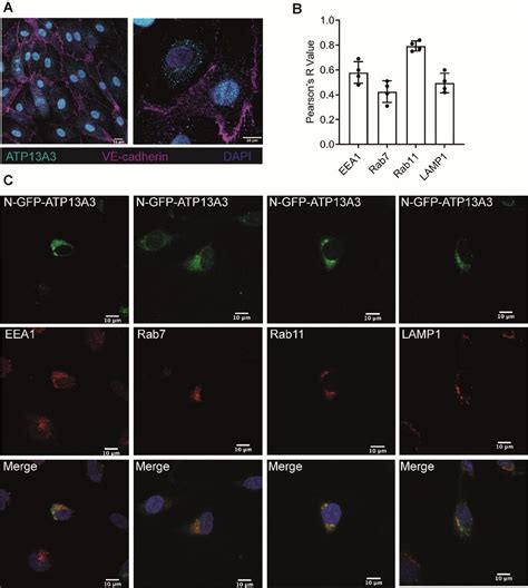 Hmec 1 Cells Atcc Bioz