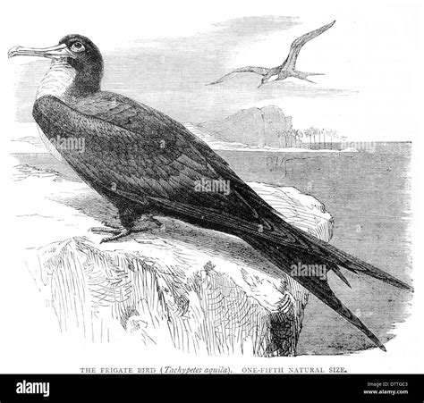 Frigate Bird Drawing