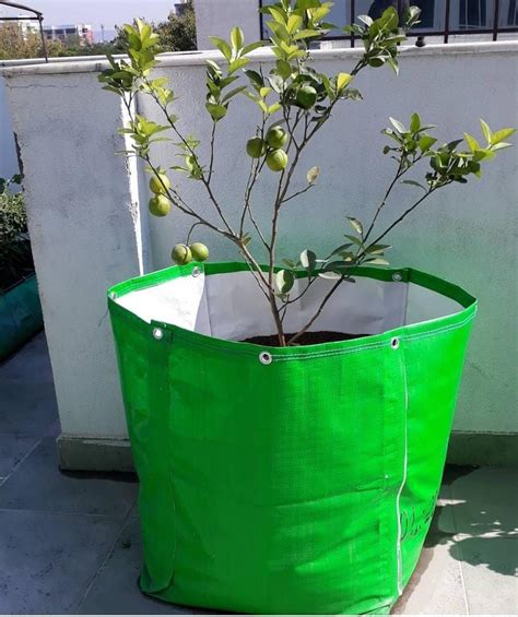 Roof Top Fruit Plants For Fruits At Best Price In Jaipur Id