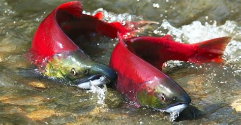 Sockeye Salmon Vs Atlantic Salmon Whats The Difference A Z Animals