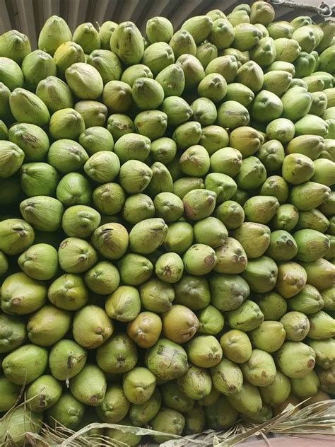 A Grade Green Coconut Coconut Size Large At ₹ 60kg In Jaipur Id