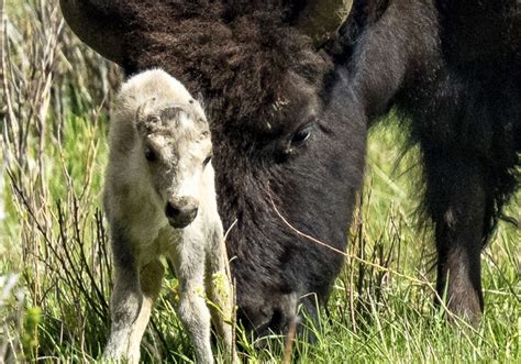 Move over grizzlies and wolves: Yellowstone visitors hope to catch a ...