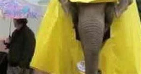 This Is An Elephant In A Raincoat Your Argument Is Invalid Imgur