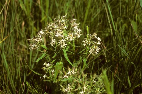 Phlox Pilosa Polemoniaceae Image At Phytoimages Siu Edu