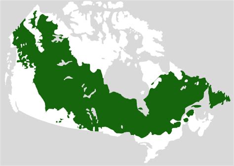 Boreal Zone | The Canadian Encyclopedia