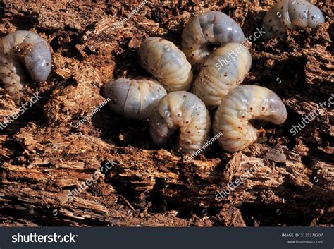 Coconut Rhinoceros Beetle Larvae Oryctes Rhinoceros Stock Photo ...