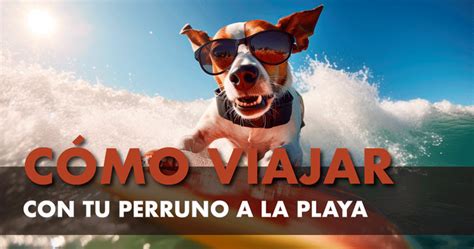 Quieres Ir A La Playa Con Tu Perro Consejos Tiles