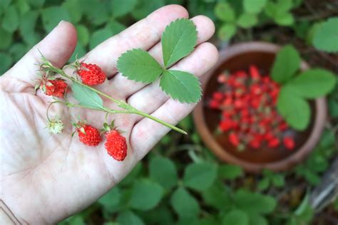 Foraging Wild Strawberries Fragaria Sp — Practical Self Reliance