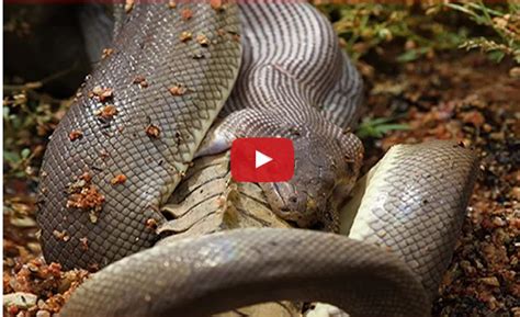 Giant Anaconda vs crocodile | Beautiful Animal In the World