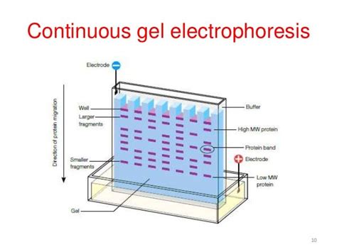 Vertical Gel Electrophoresis Sds Page