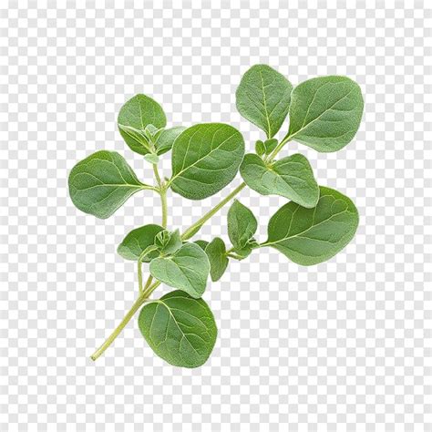 Oregano Leaves Isolated On A Transparent Background Premium AI