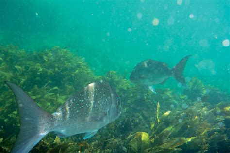 Where To Find Snapper In The Hauraki Gulf The Fishing Website