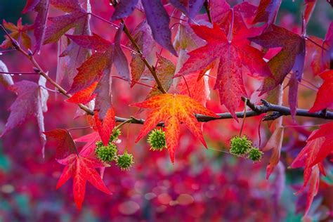 The top 6 trees for autumn colour - The English Garden