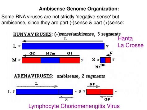 Ppt The Structure And Complexity Of Virus Genomes More Varied Than Any