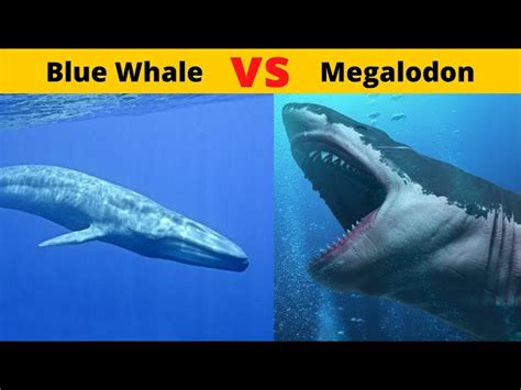 Megalodon Size Comparison Blue Whale