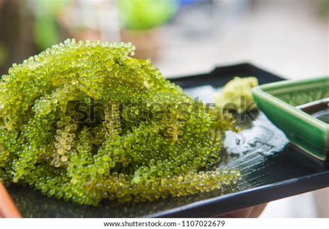 Umibudo Sea Grapes Green Caviar Organic Stock Photo Edit Now 1107022679