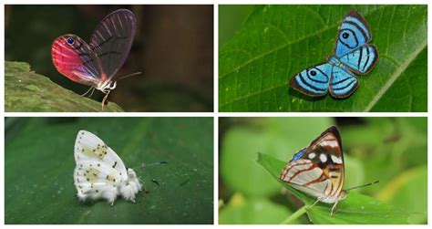 Colombia se ratifica como el país más diverso en mariposas con 3 877