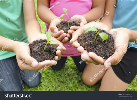 Hands Holding Sapling Soil Surface Stock Photo Shutterstock