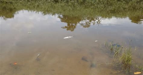 G Peixes Mortos S O Encontrados No Rio Tavares Em Ubatuba Sp