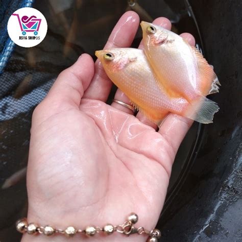 Jual Bibit Ikan Gurame Padang Uk Size Korek Kayu Kota Depok Asya