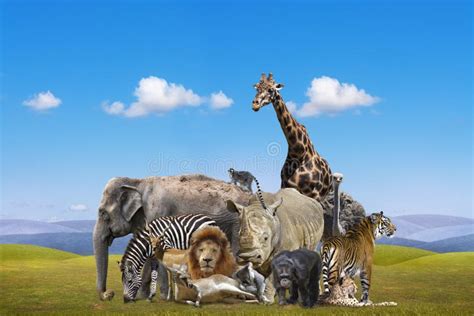 Animals Group Photo