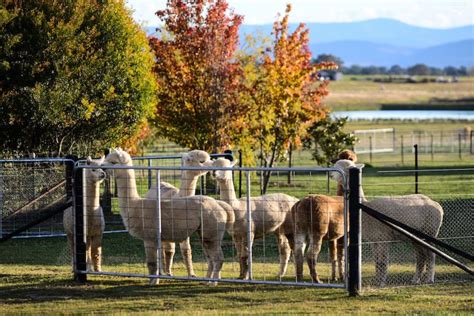 Blackwattle Alpaca Farm Visit Yass Valley