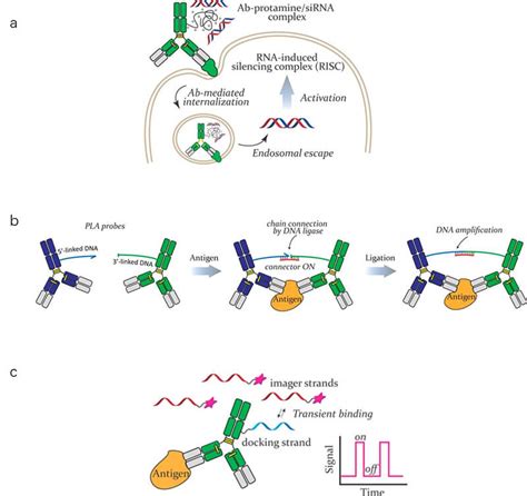 Antibody Oligonucleotide Conjugates Boc Sciences