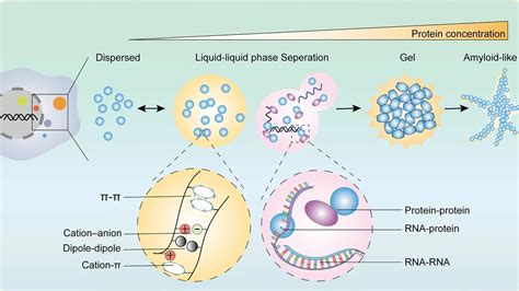 Revolutionizing Cellular Biology The Pivotal Role Of Phase Separation