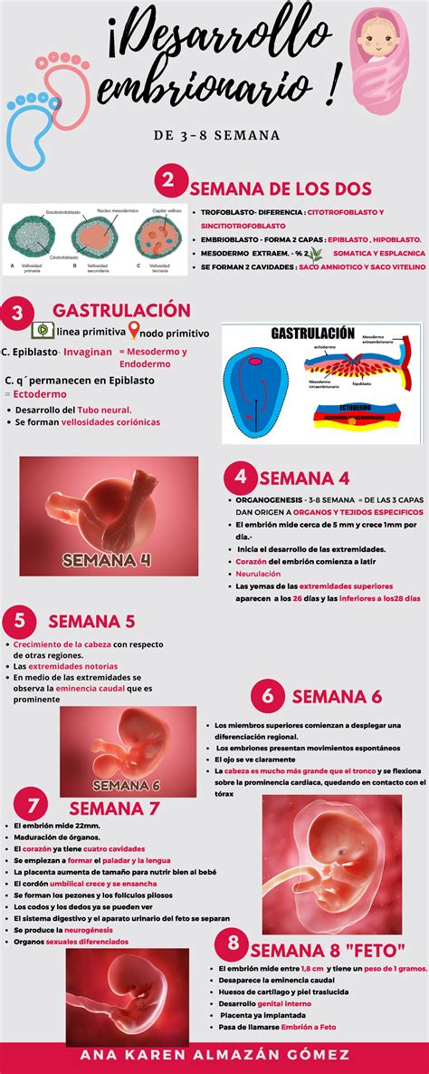 Infografia de desarrollo embrionario 3 GASTRULACIÓN SEMANA 4 SEMANA 7