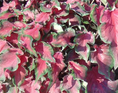 Caladium Caladium X Hortulanum Red Ruffles From American Farms