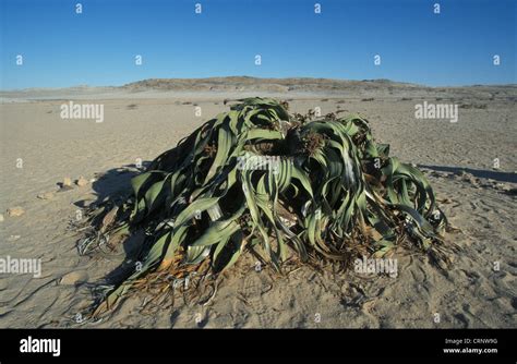 Welwitschia Welwitschia Mirabilis Male Plant Namib Desert Stock