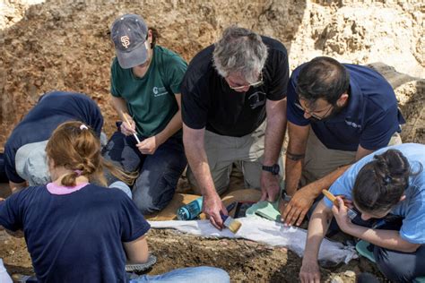 Ancient Giant Elephant Tusk Discovered In Israel Israel21c