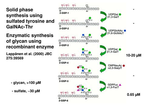 Ppt Principles Of Glycan Recognition Powerpoint Presentation Free