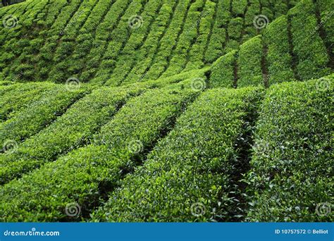 Tea Plantation stock photo. Image of green, bushy, valley - 10757572