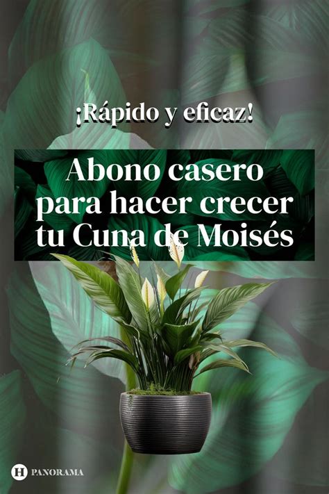 R Pido Y Eficaz Abono Casero Para Hacer Crecer Tu Cuna De Mois S