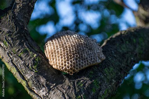 Nest of wasps. Old hornet nest In the branches of the tree Stock Photo ...