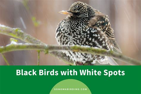 15 Black Birds with White Spots - Sonoma Birding