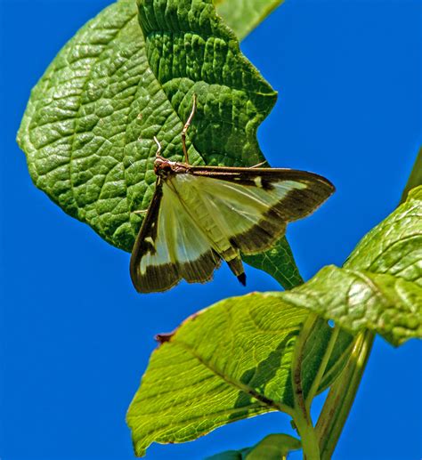 Box Tree Moth Back Garden Spotted Flying In The Garden E Flickr