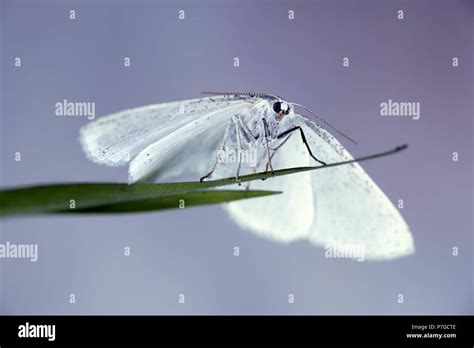 Common White Wave Moth Cabera Pusaria Stock Photo Alamy