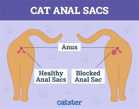 10 Vet Reviewed Facts About Cat Anal Glands Catster