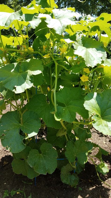 Cantaloupe Plant Leaves Plants Herbs